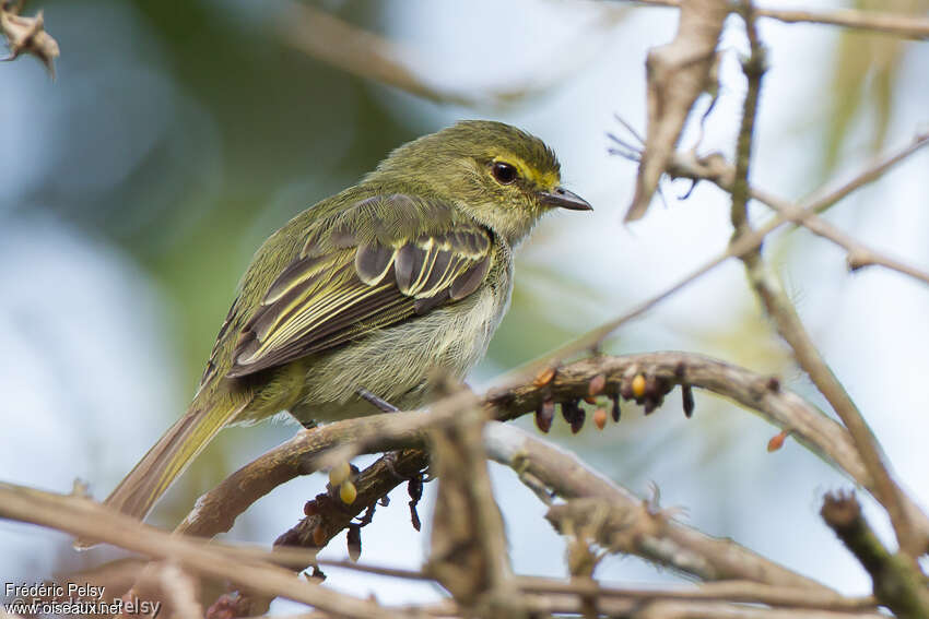 Golden-faced Tyrannuletadult, identification