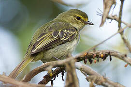 Golden-faced Tyrannulet