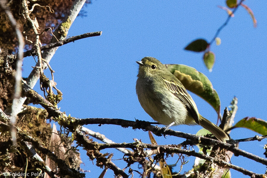 Golden-faced Tyrannulet