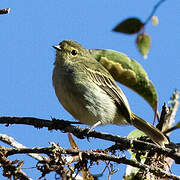 Golden-faced Tyrannulet