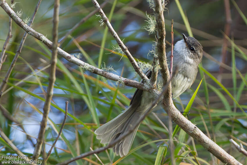 White-throated Tyrannuletadult, habitat, pigmentation, Behaviour