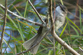 White-throated Tyrannulet