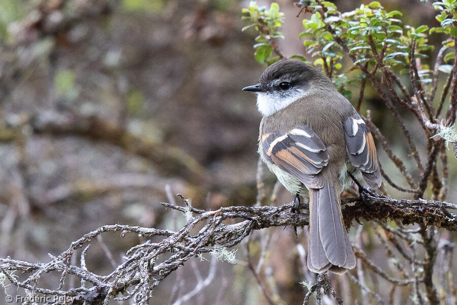 White-throated Tyrannulet