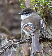 White-throated Tyrannulet