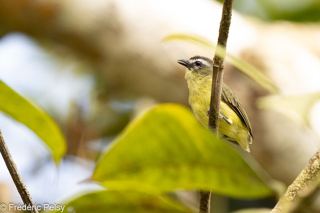 Brown-capped Tyrannulet