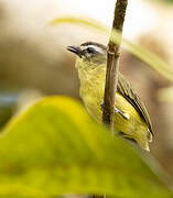 Brown-capped Tyrannulet