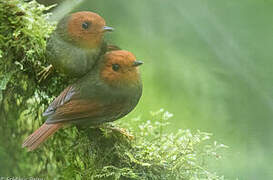 Rufous-headed Pygmy Tyrant