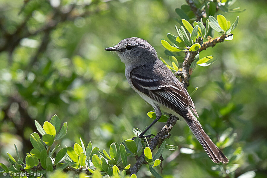 Tyranneau à toupetadulte, identification