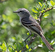 White-crested Tyrannulet