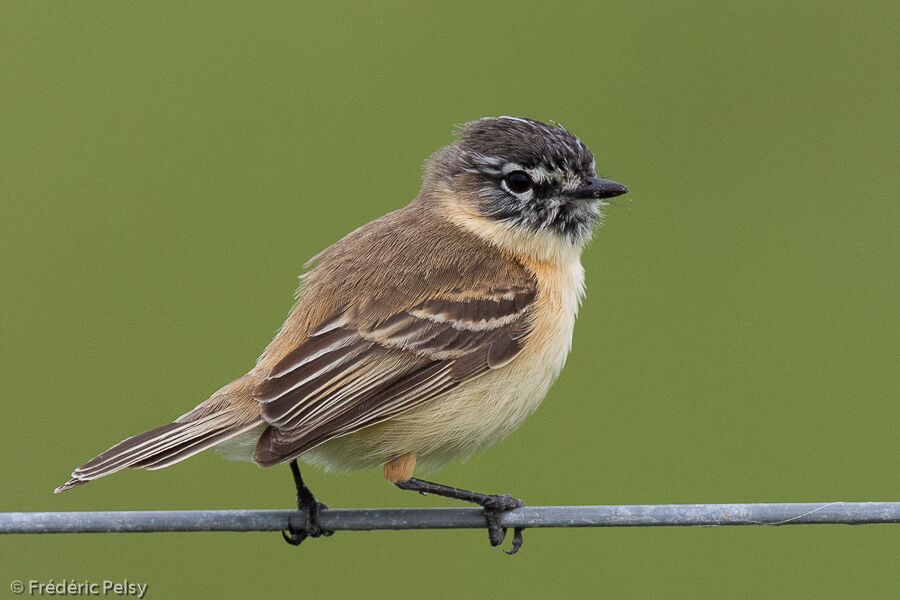 Bearded Tachuri male