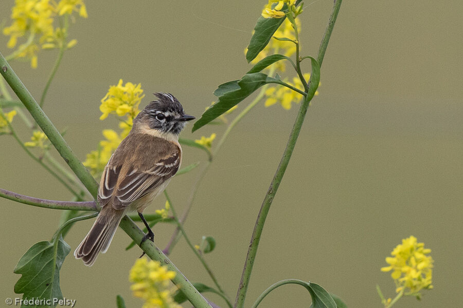 Bearded Tachuri male