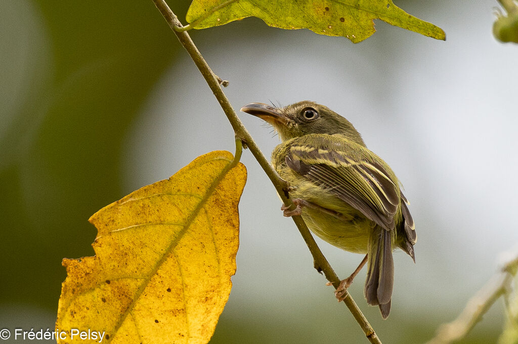 Southern Bentbill