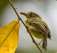 Southern Bentbill