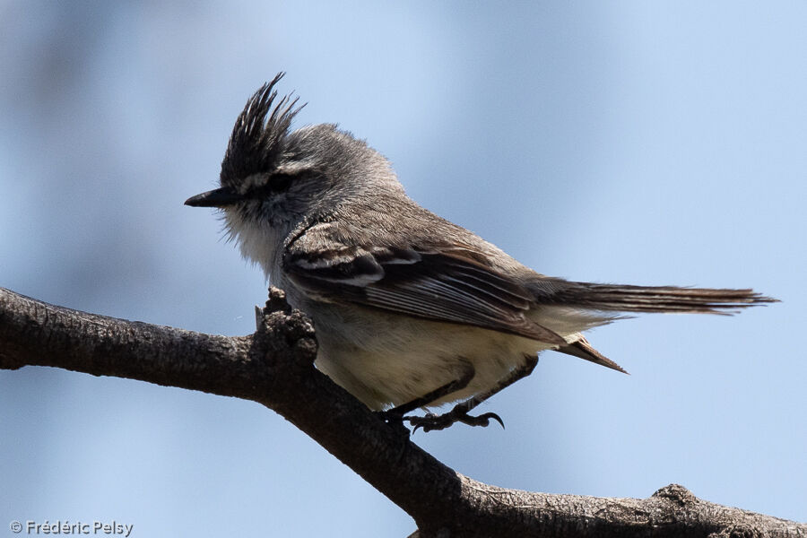 Straneck's Tyrannulet