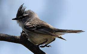 Straneck's Tyrannulet