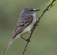 Straneck's Tyrannulet