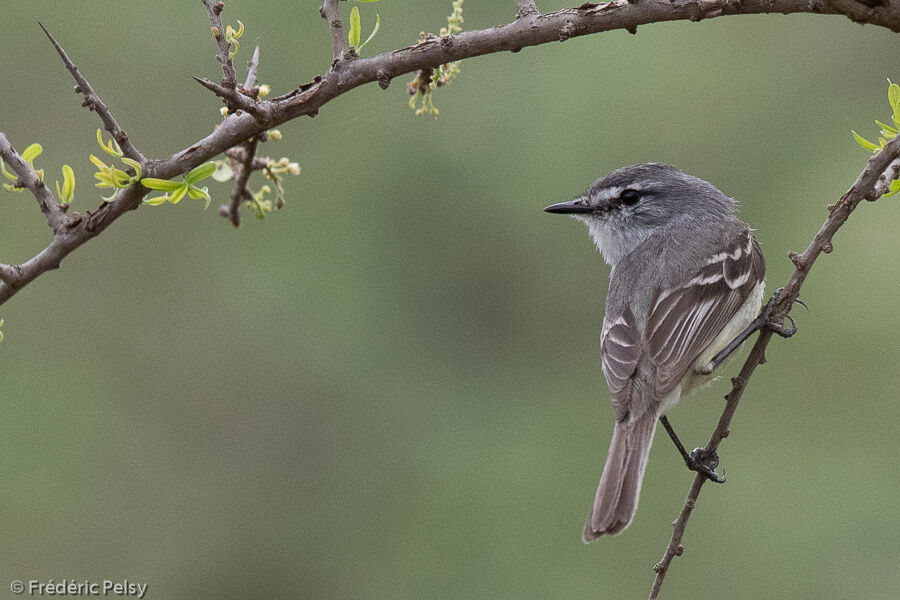 Straneck's Tyrannulet