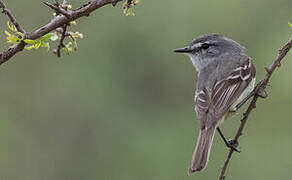 Straneck's Tyrannulet