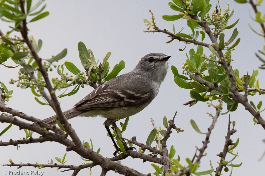 Straneck's Tyrannulet