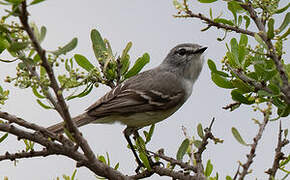 Straneck's Tyrannulet