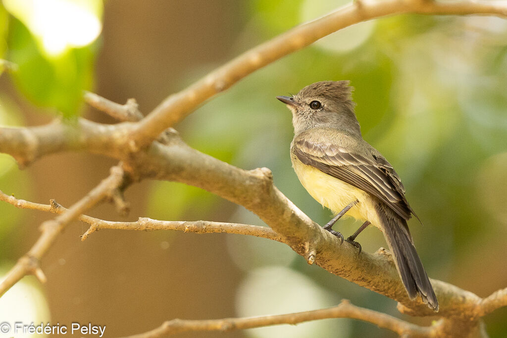 Northern Scrub Flycatcher