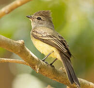 Northern Scrub Flycatcher