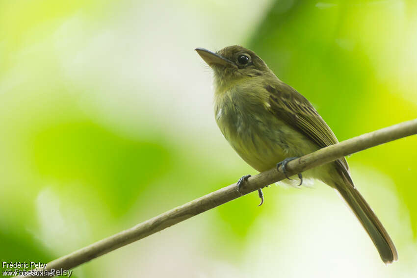 Tyranneau du Napoadulte, identification