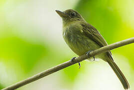 Western Olivaceous Flatbill