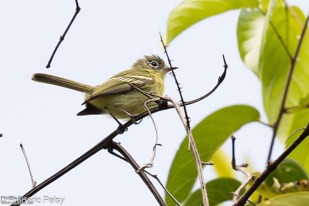 Panama Tyrannulet