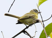 Tyranneau jaune-vert