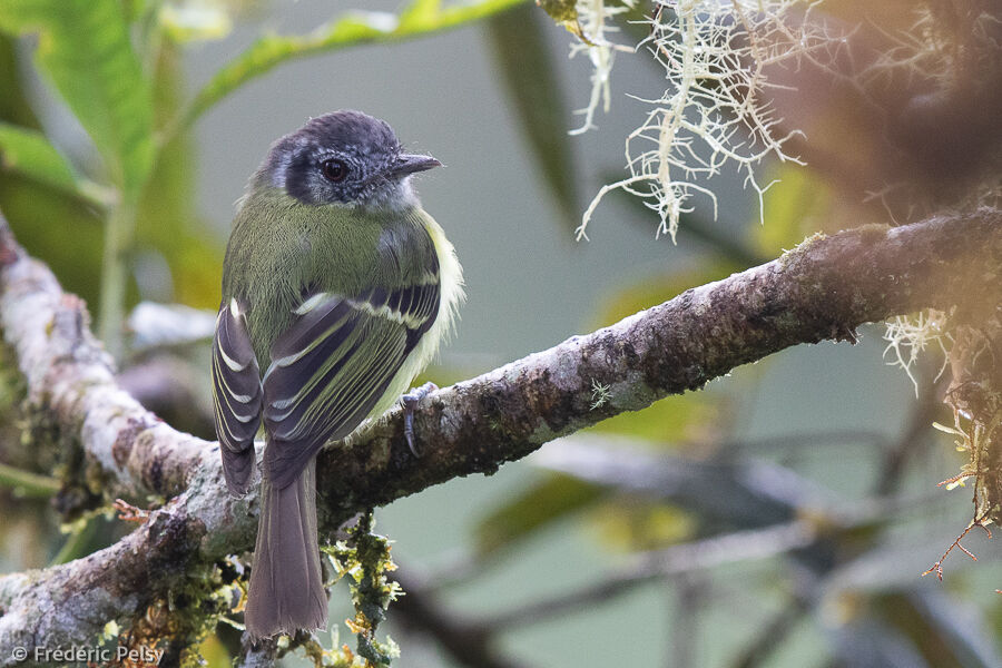 Marble-faced Bristle Tyrant