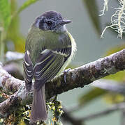 Marble-faced Bristle Tyrant