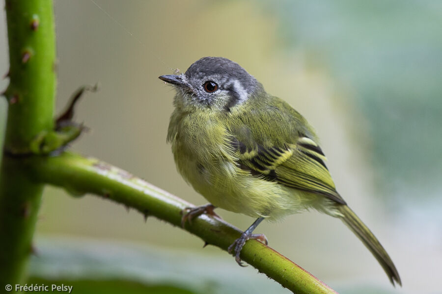 Marble-faced Bristle Tyrant