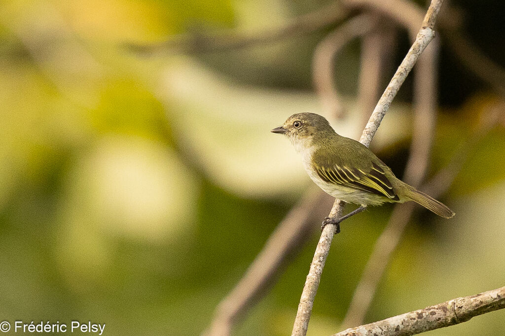 Mistletoe Tyrannulet