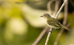 Mistletoe Tyrannulet