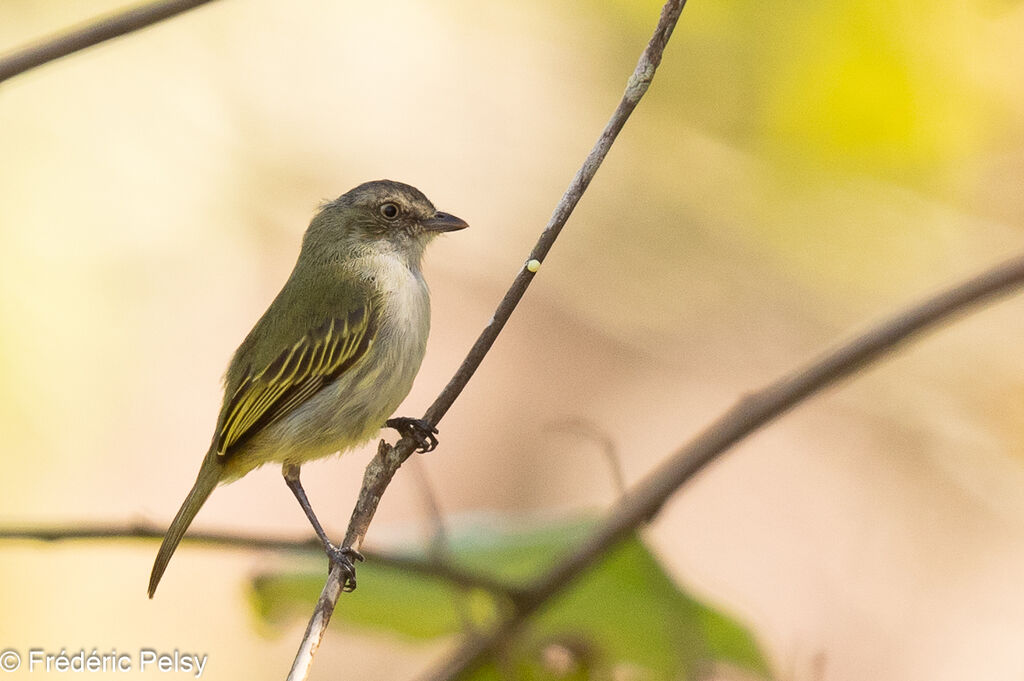 Mistletoe Tyrannulet