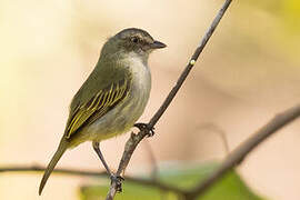 Mistletoe Tyrannulet