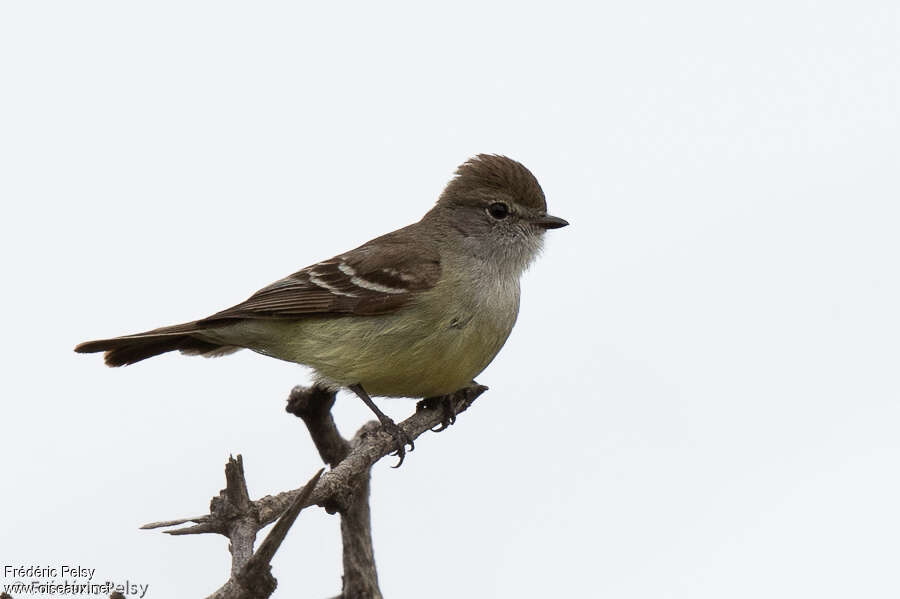 Tyranneau modesteadulte, identification