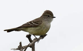 Southern Scrub Flycatcher