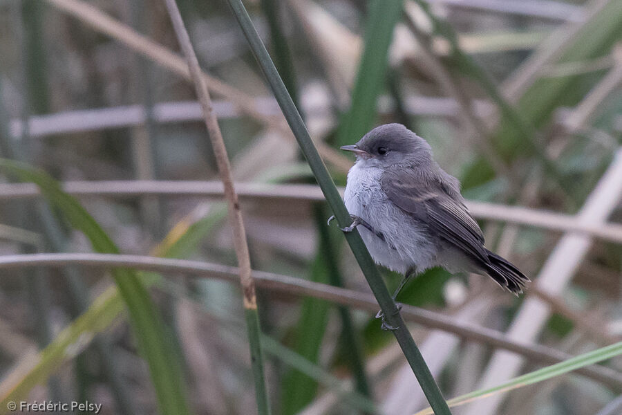 Sooty Tyrannuletjuvenile