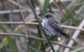 Sooty Tyrannulet