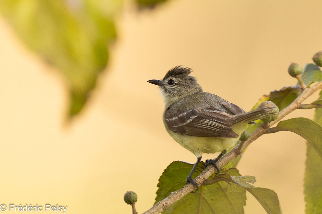 Southern Beardless Tyrannulet