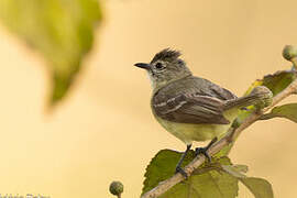 Southern Beardless Tyrannulet