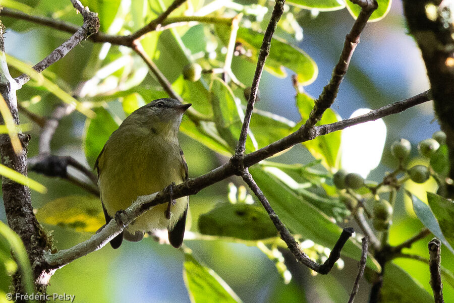 Sulphur-bellied Tyrannulet