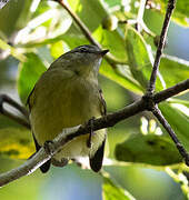 Sulphur-bellied Tyrannulet