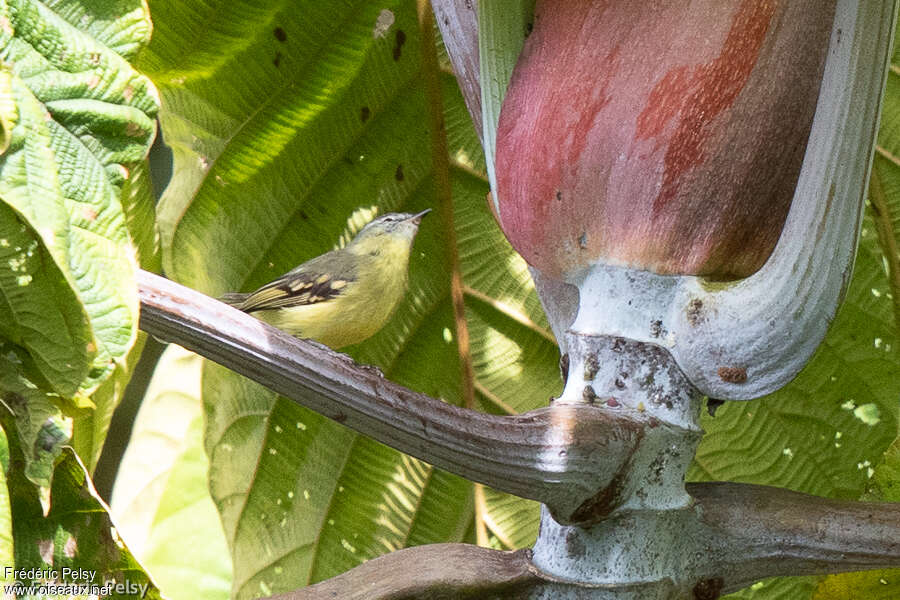 Sulphur-bellied Tyrannuletadult, identification