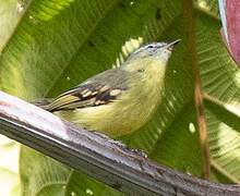 Sulphur-bellied Tyrannulet