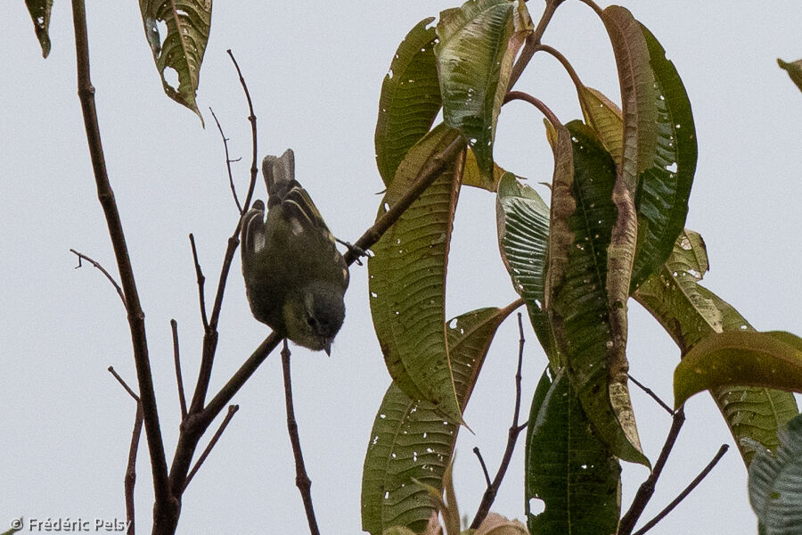 Sulphur-bellied Tyrannulet