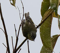 Sulphur-bellied Tyrannulet