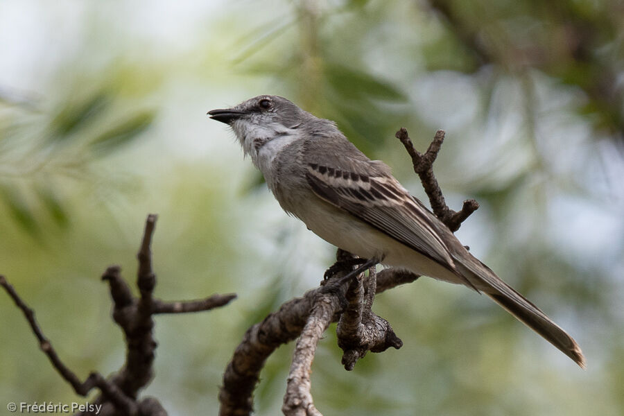 Suiriri Flycatcheradult, identification